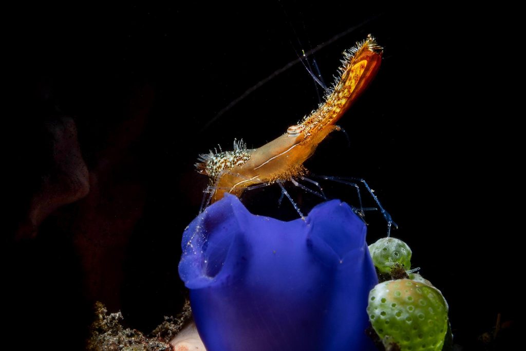 How to Master Your Duck Dive in Surfing