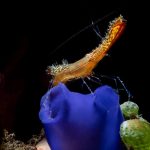 How to Master Your Duck Dive in Surfing