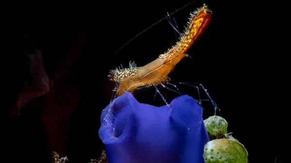 How to Master Your Duck Dive in Surfing