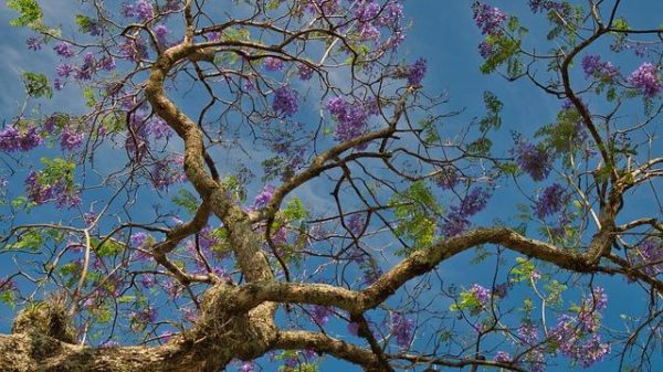 Legendary Surfing Breaks in Costa Rica for Pros and Beginners