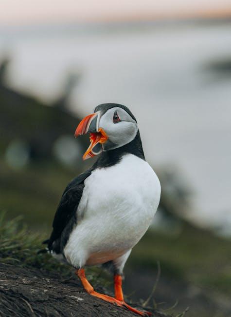 Gearing Up for the Icelandic Wilderness