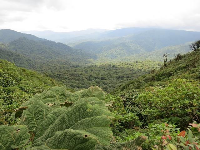 Discover the Heart of Jungle Adventures in Costa Rica