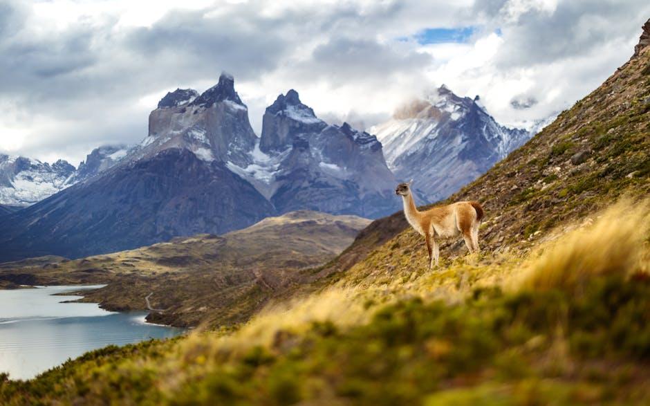 Dive into the Heart of Patagonias Thrilling Adventures