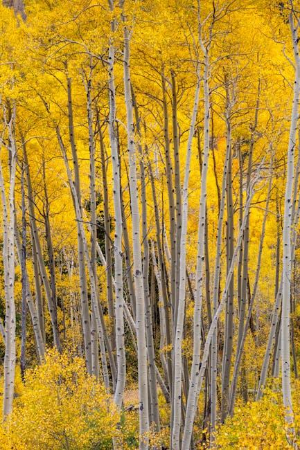 Assessing Environmental⁤ Impacts‍ of Backcountry Skiing